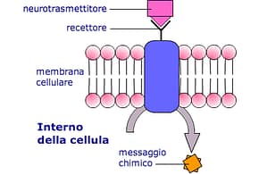 recettore