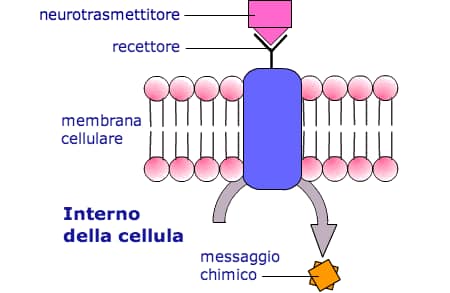 recettore